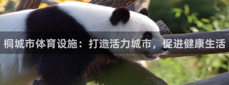 意昂体育3注册：桐城市体育设施：打造活力城市，促进健
